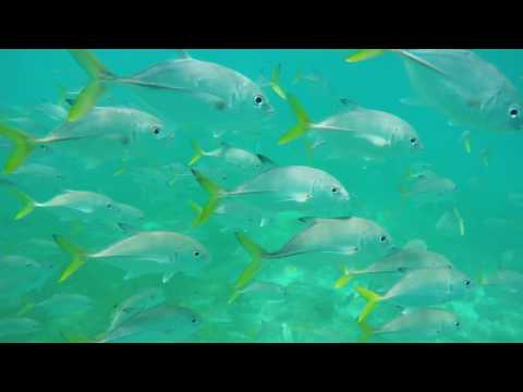 Plongée en apnée à Isla Contoy (2017) GoPro4
