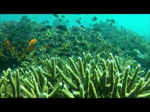 Snorkeling Excursion, Beqa Lagoon in Pacific Harbour, Fiji