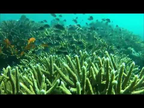 Excursión de esnórquel, laguna Beqa en Pacific Harbour, Fiji