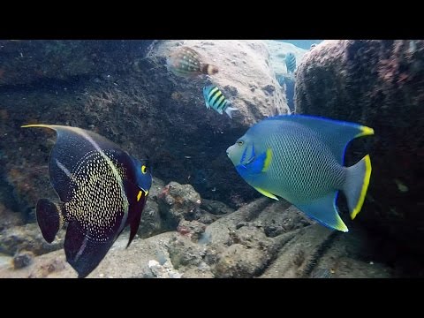 Plongée en apnée sur l'île aux cacahuètes | Palm Beach | L'île aux cacahuètes