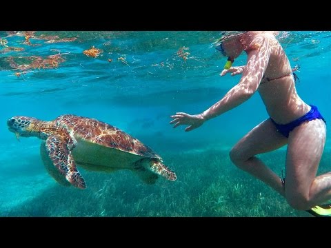 Snorkeling Belize's Reef - Hol Chan 2016 (High Quality)