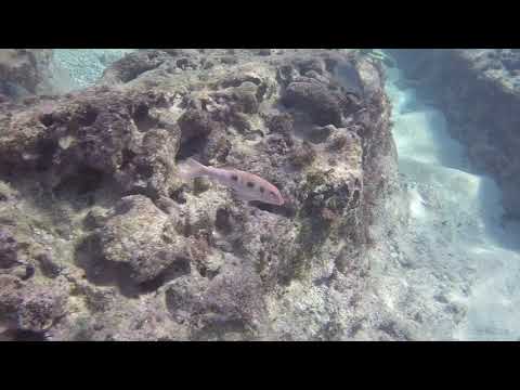 Aventure de plongée avec tuba à Turtle Reef - Grand Cayman