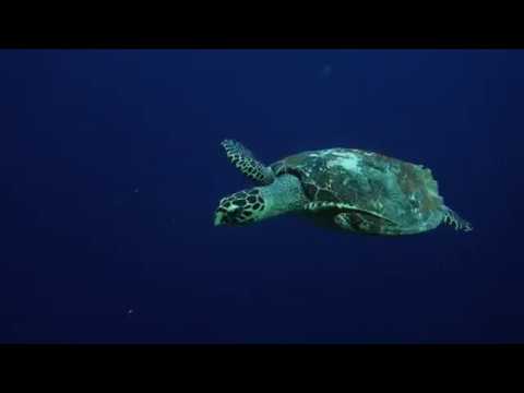 Nunukan Island Resort 2018, Atolón de Maratua, Kalimantan, Indonesia, Wind-Beutel