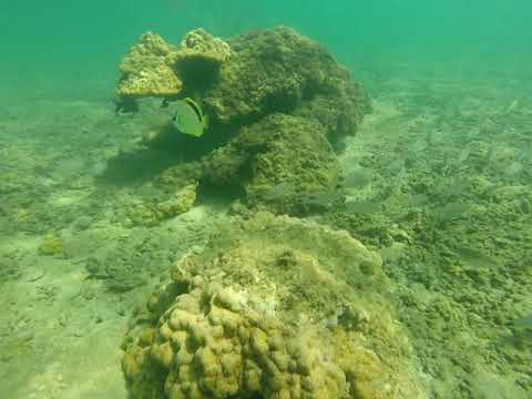 Snorkel Golfo Dulce Costa Rica