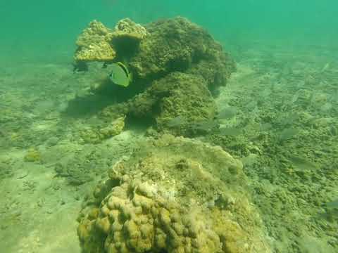 Plongée en apnée Golfo Dulce Costa Rica