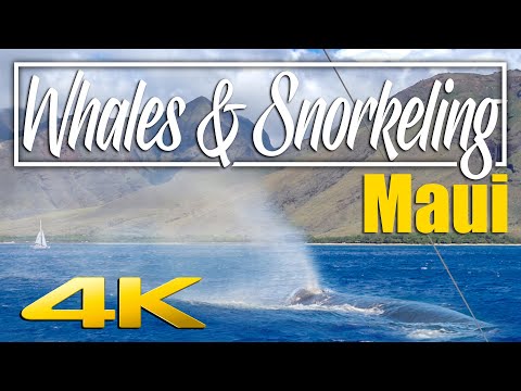 Avistamiento de ballenas y esnórquel en los jardines de coral de Maui | Hawai 4K