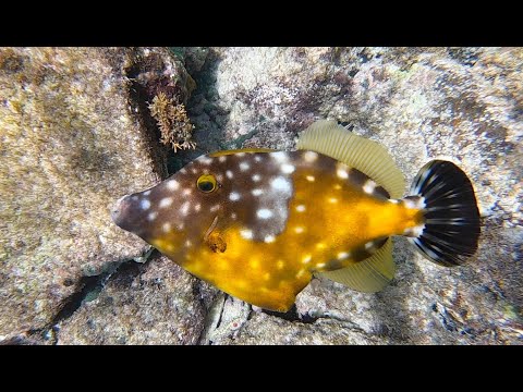 Vídeo en YouTube