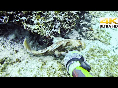 Cómo CAPTURAR PECES ¡SÓLO CON UN CUCHILLO!