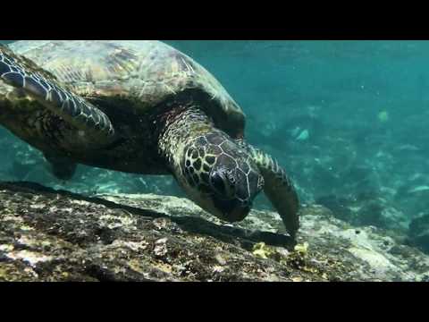 Spectaculaire plongée en apnée sur la Grande île d'Hawaï (4k)