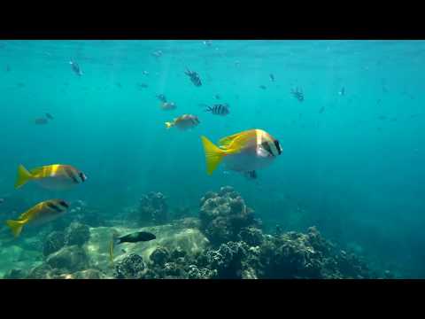 Koh Tao Thaïlande 2017 Snorkeling GoPro Hero 4 Noir 4K