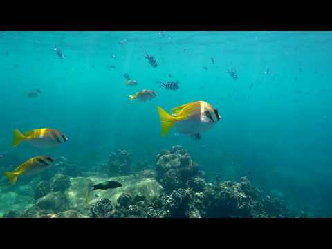 Koh Tao Thailand 2017 Schnorcheln GoPro Hero 4 Schwarz 4K