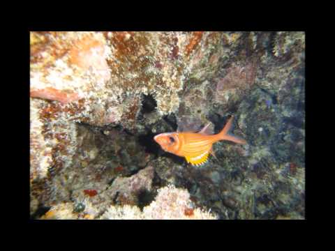 Plongée en apnée avec aventure dans l'atoll de Turneffe Flats