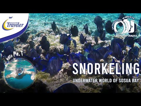 Únase a mí en una aventura submarina en la bahía de Sosua | Impresionantes imágenes de GoPro | Snorkel en la playa de Sosua