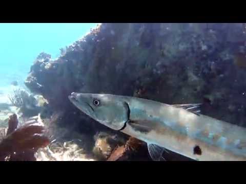 Dry Tortugas / Snorkeling en los Cayos de Florida!