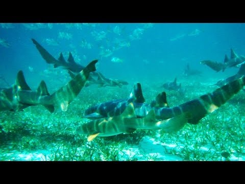 Snorkeling Shark Ray Alley | Belize