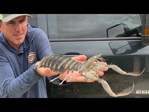 GIANT MANTIS SHRIMP - {CATCH, CLEAN, COOK}