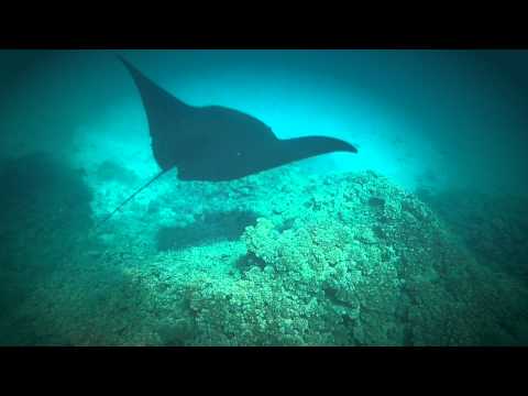 Plongée libre avec la raie manta - Îles Yasawa Fidji (HD GoPro Hero 2)