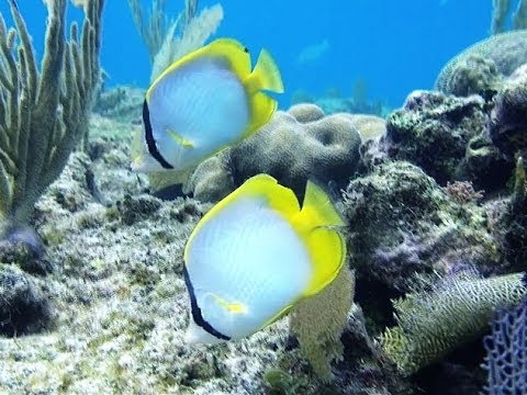 Treasures of Roatan - Snorkeling and Freediving on the Reef