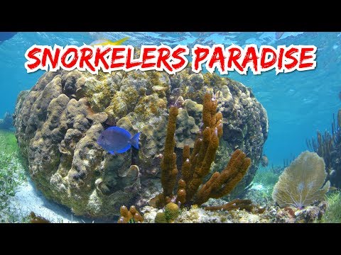 Snorkeling in Mexico | Puerto Morelos + Akumal Reef