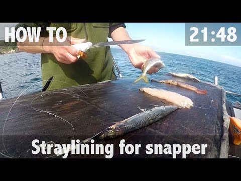 Anleitung: Straylining für Snapper & 30lb Fang!