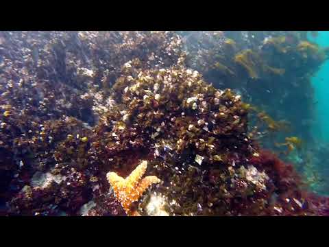 Plongée en apnée dans le parc national des îles Channel