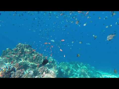 Plongée et plongée en apnée sur l'île d'Alor, Indonésie
