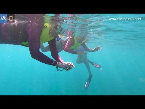 Snorkeling en Granito de Oro | Costa Rica y Panamá | Expediciones Lindblad-National Geographic