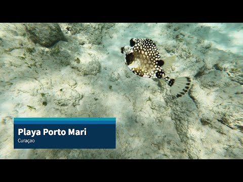 Playa Porto Mari Curaçao 4K Snorkeling