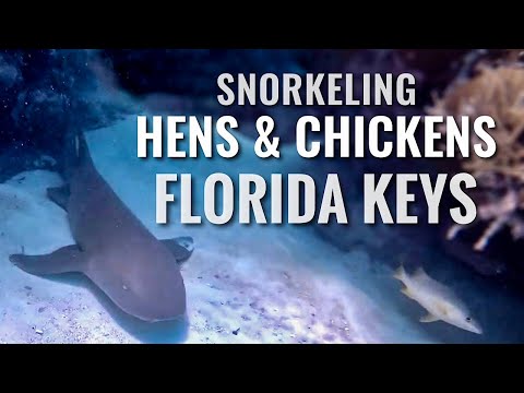 Snorkeling FLORIDA KEYS Hens and Chickens Reef [4K]