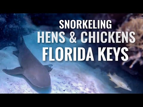 Plongée en apnée sur le récif des poules et des poulets de FLORIDA KEYS [4K]