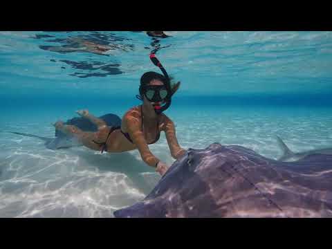 SWIMMING with STINGRAYS in the Cayman Islands