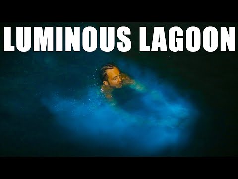 LUMINOUS LAGOON and Glistening Waters in Jamaica! Best thing to do in Montego Bay. Bioluminescence!