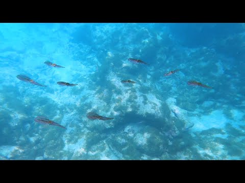 Grote Knip Curaçao Snorkeling 4K