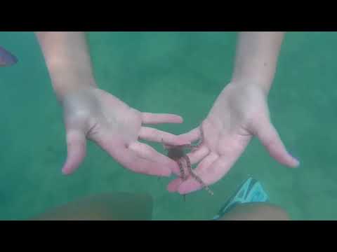 Vídeo en YouTube