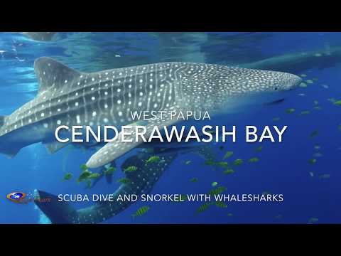 Schwimmen Sie mit Walhaien in der Bucht von Cenderawasih, Indonesien