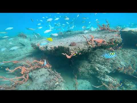 Experiencia de Snorkel | 21-12-2020 | Parque Phil Foster