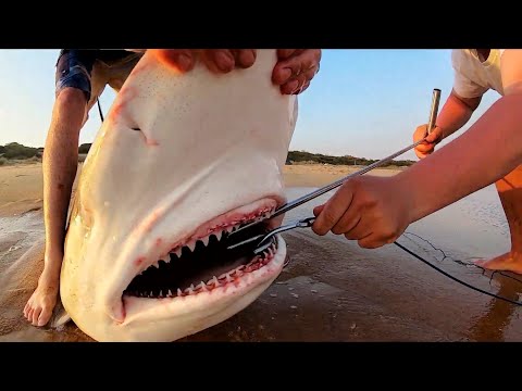 DES REQUINS DE PLUS DE 200 KG DEVIENNENT L'APPÂT ! LA FOLIE DE LA PÊCHE SUR LA PLAGE !