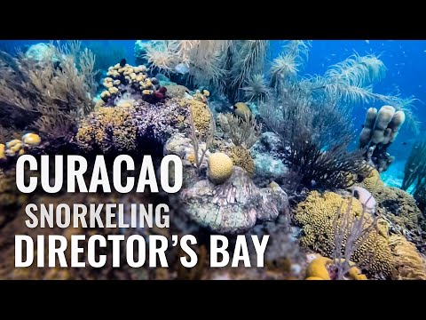 Plongée en apnée à CURACAO Director's Bay [4K]