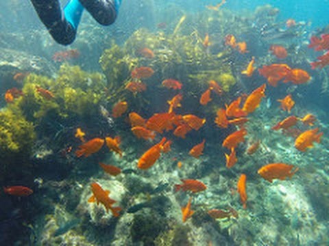 Isla Catalina, California Snorkeling (con identificación de música/peces's)