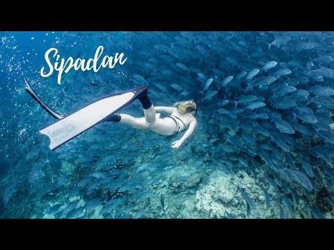 Sipadan Freediving &amp; Scuba | Incredible Dive Site In Malaysia