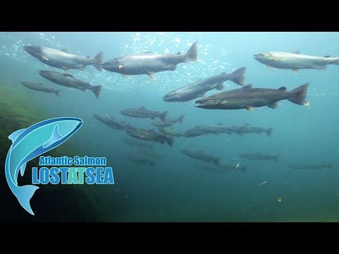 ATLANTIC SALMON Lost at Sea -TRAILER