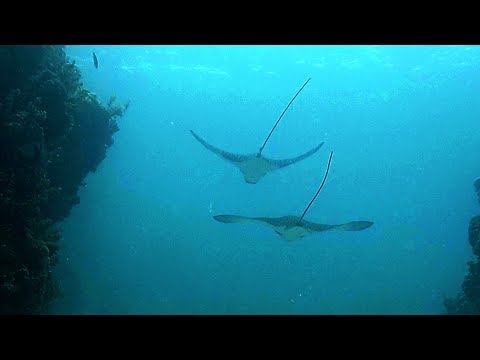 Snorkel Bahía Montego Jamaica