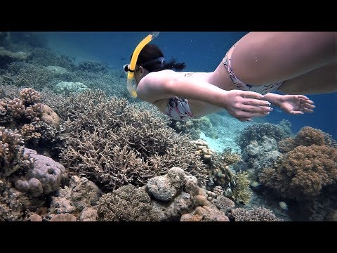 Raja Ampat - Most Beautiful Coral Reefs in the World