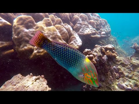 Snorkeling Coral Island, Phuket, Thailand