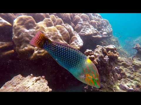 Schnorcheln Coral Island, Phuket, Thailand