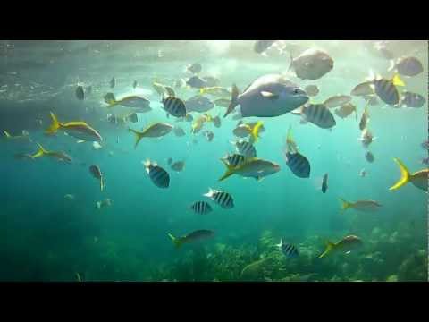 Key Largo Reef Snorkeling and Christ of the Abyss