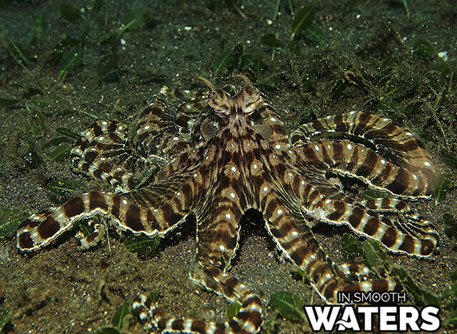 1 camouflaged fish of sea Mimic Octopus