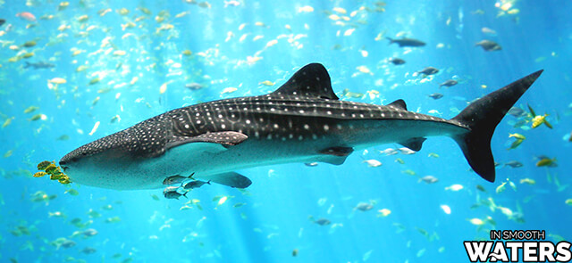 1 largest fish of ocean whale shark