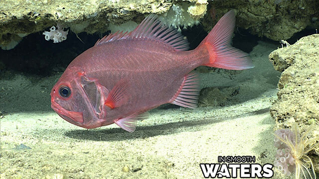 1 poisson à la plus longue durée de vie l'hoplostète orange