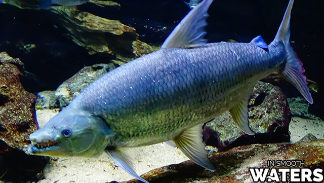 Poisson tigre Goliath: est certainement l'un des poissons d'eau douce les plus dangereux